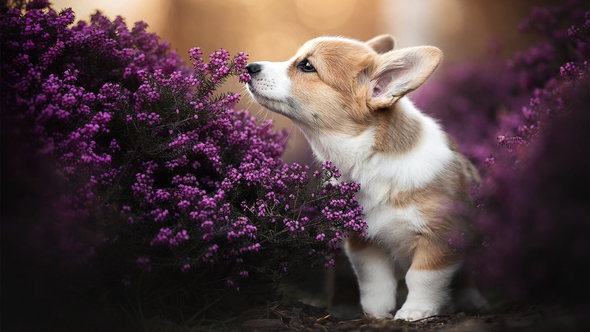 巴黎对阵玻利维亚,阿拉巴完成自我救赎,从低谷到巅峰的逆袭之战